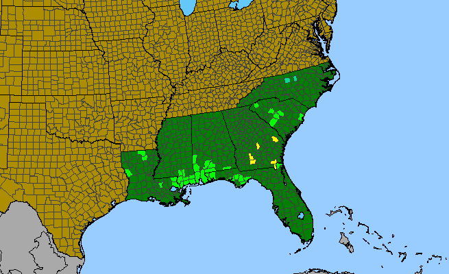 The range of Stokesia laevis